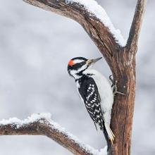 woodpecker