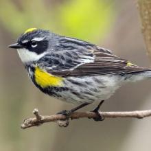 Warbler