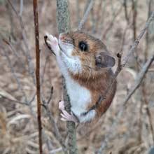 White footed mouse in spring time