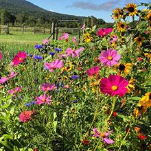 Flower Picking