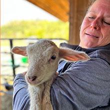 Lambs at Hildene