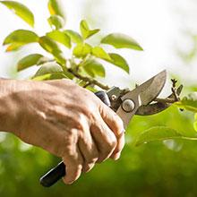 Backyard Pruning