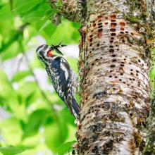 Yellow Bellied Woodpecker