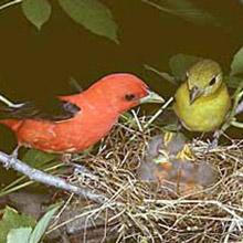 Scarlet Tanager