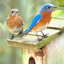 Birds are cavity nesters