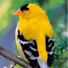 American Goldfinch