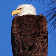 Bald Eagles
