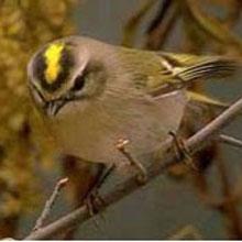 Kinglets
