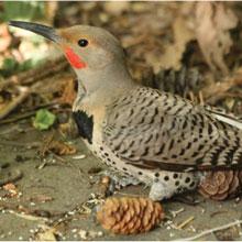 The Northern Flicker