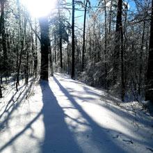 Nature Walks in Winter
