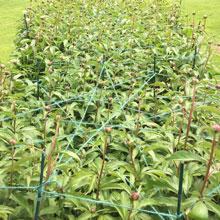 9-points star Peony staking