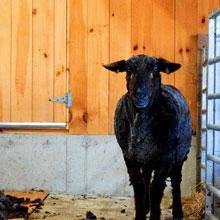 Sheep that was just sheared at Hildene. 