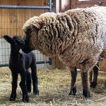 it is baby lamb season at Hildene!