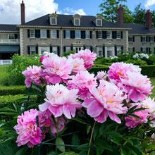 The Peonies at Hildene are not to be missed.