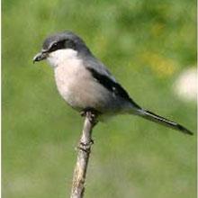 Northern Shrike