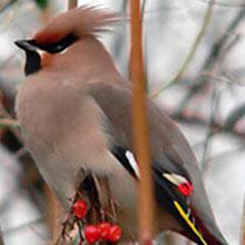 Cedar Waxwing