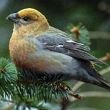 Pine Grosbeak