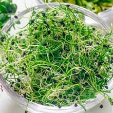 mighty micro greens