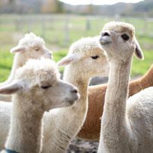 ALPACA SHEARING