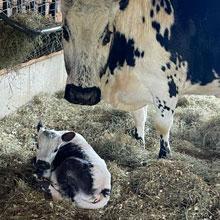 Baby calf and mom