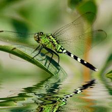 Dragonflies 